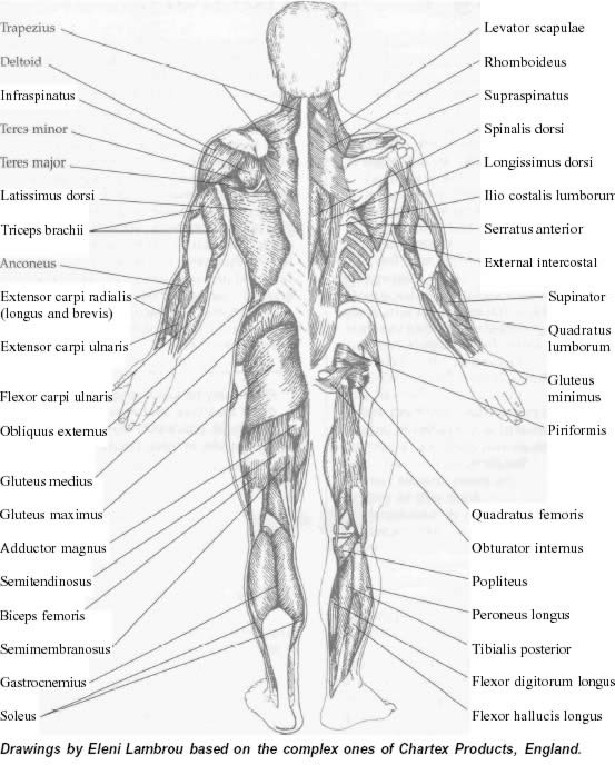 Виды мышц человеческого тела