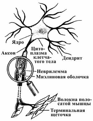 Схематическая диаграмма мышечного нейрона