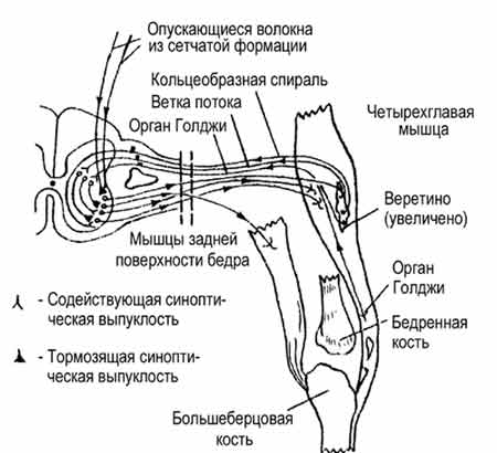 Рефлекс сокращения большеберцовой кости, коленного сустава, мышц задней поверхности бедра, четырехглавой мышцы