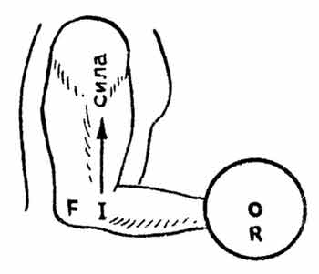 Иллюстрация того, как длина рычага влияет на уровень прилагаемой мышечной силы
