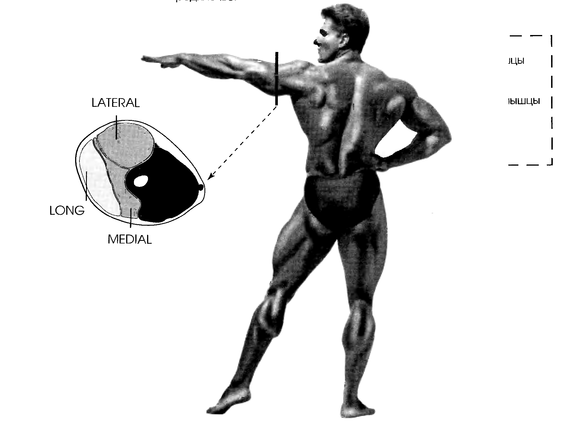 Двуглавая и плечевая мышцы